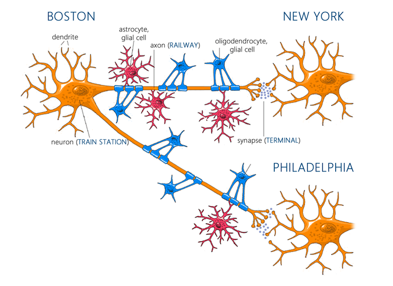 Neurons and glial cells after exercise